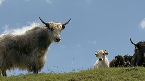  It starts with Himalayan Milk