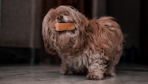  Ready for your Dog