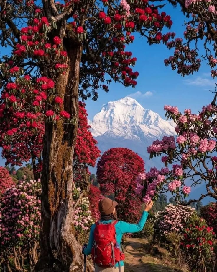 Himalayan flower