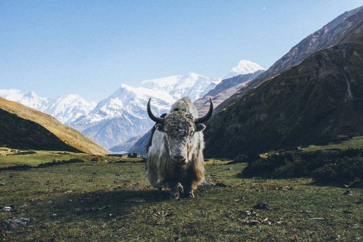 Promoting Animal Well-Being